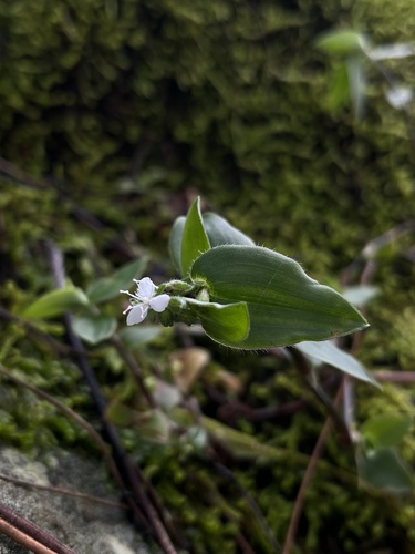 Callisia gracilis (Callisia gracilis)