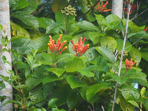 Isertia coccinea