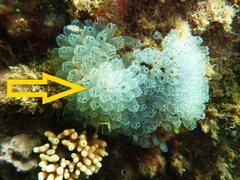 Clavelina moluccensis