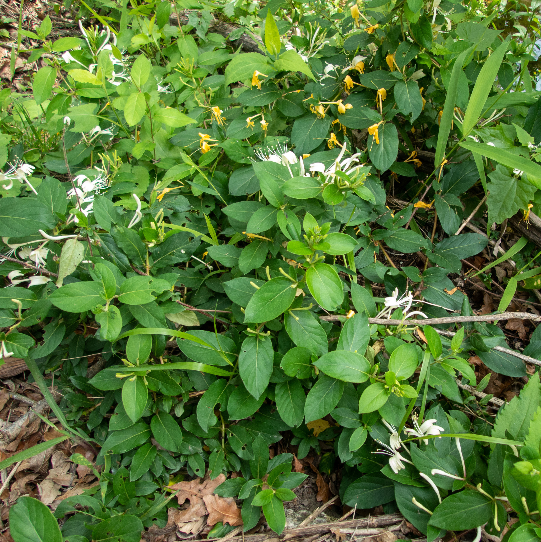 인동덩굴 (Lonicera japonica): 기원과 용도 — 사진 2