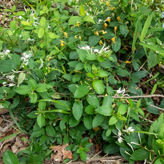 인동덩굴 (Lonicera japonica): 기원과 용도 — 사진 2