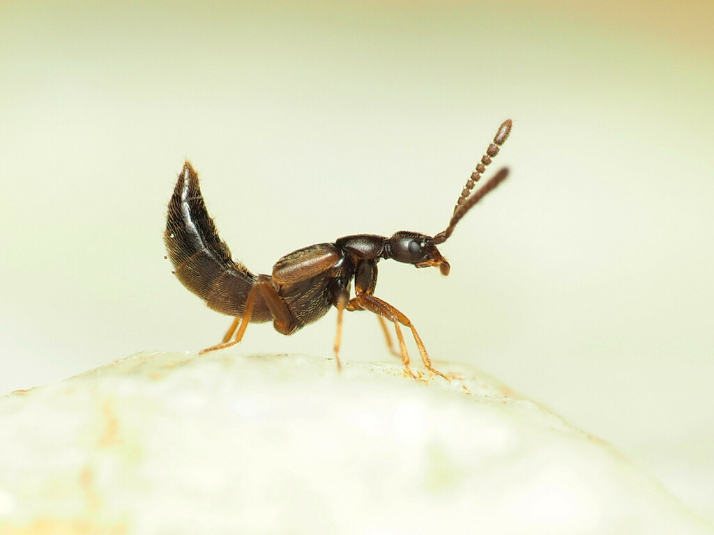 Callicerus obscurus