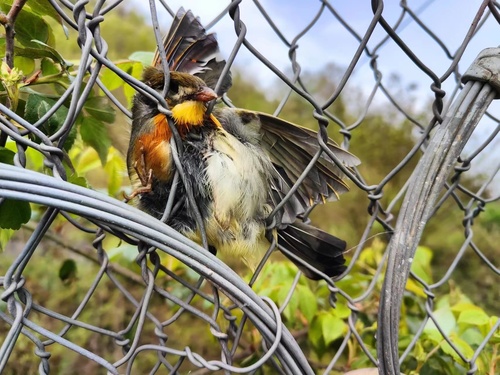 Red-billed Leiothrix
