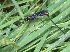 Echthrus abdominalis