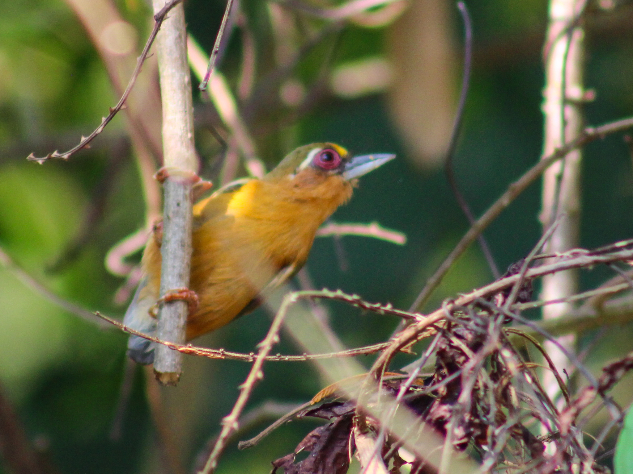 White-browed Piculet