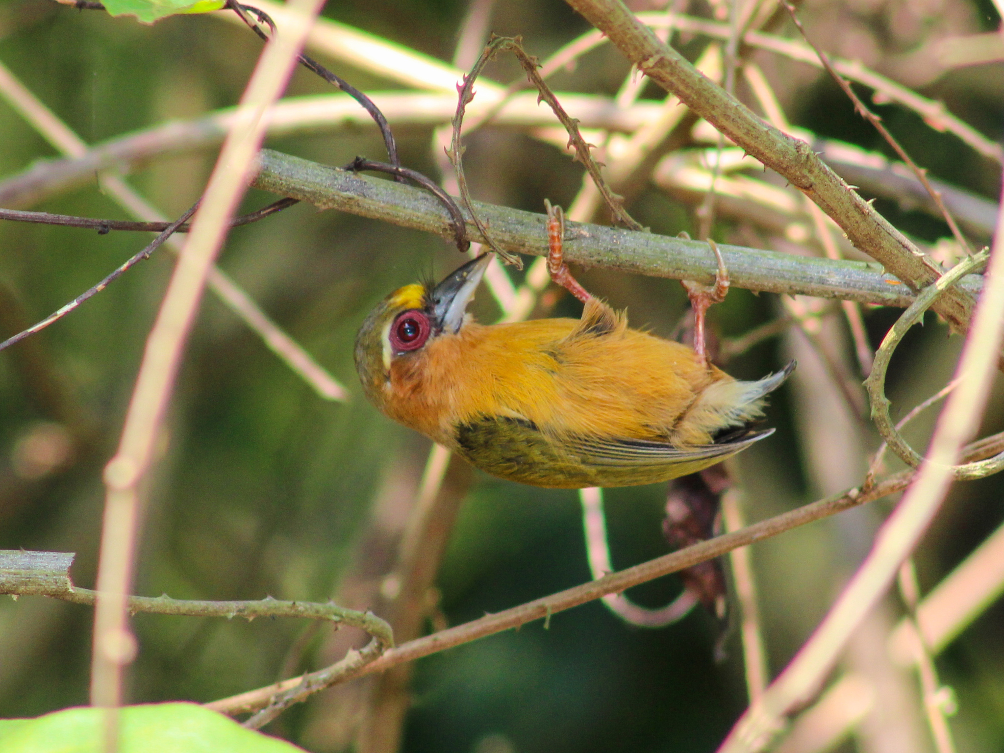 White-browed Piculet