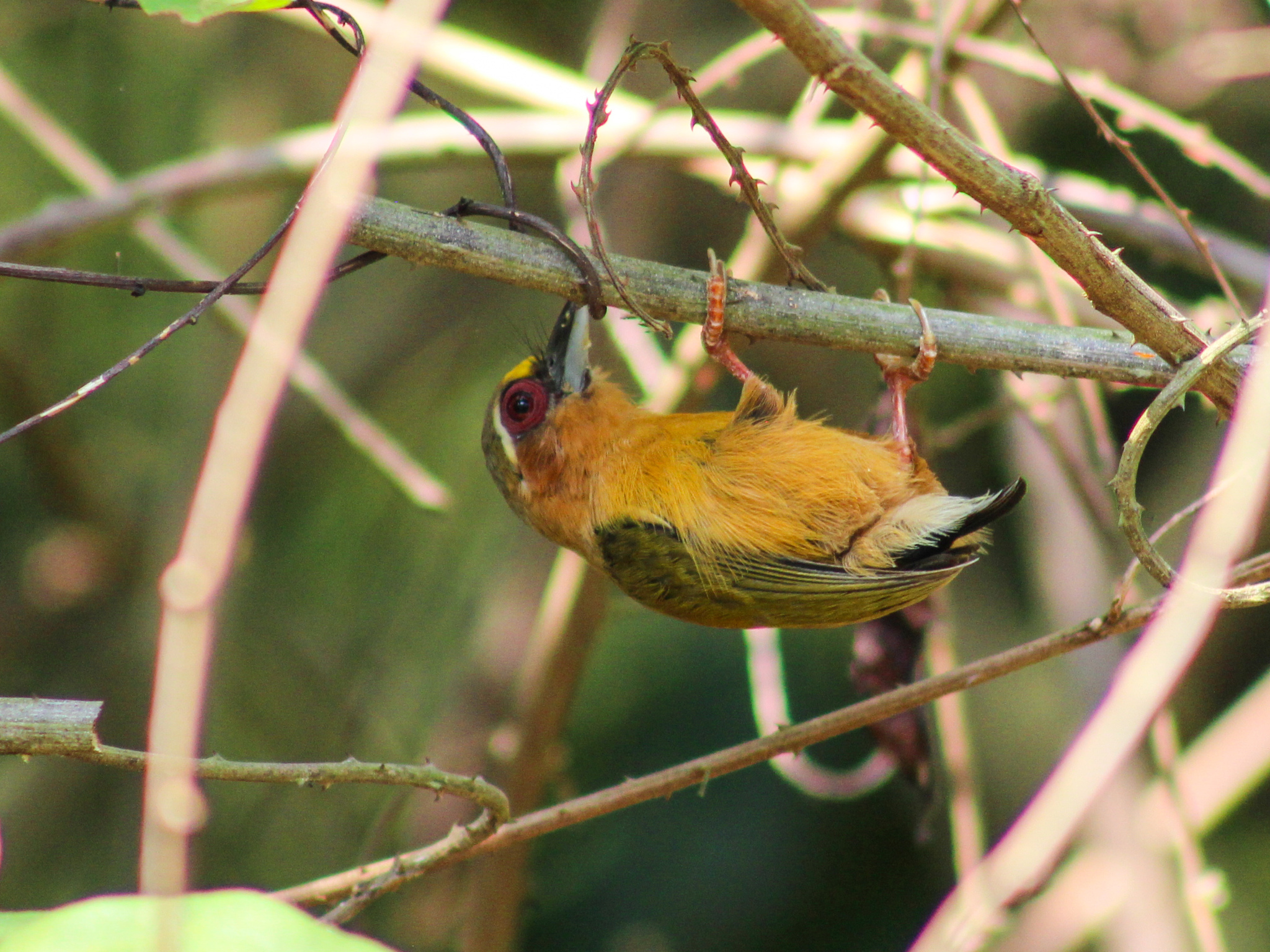 White-browed Piculet