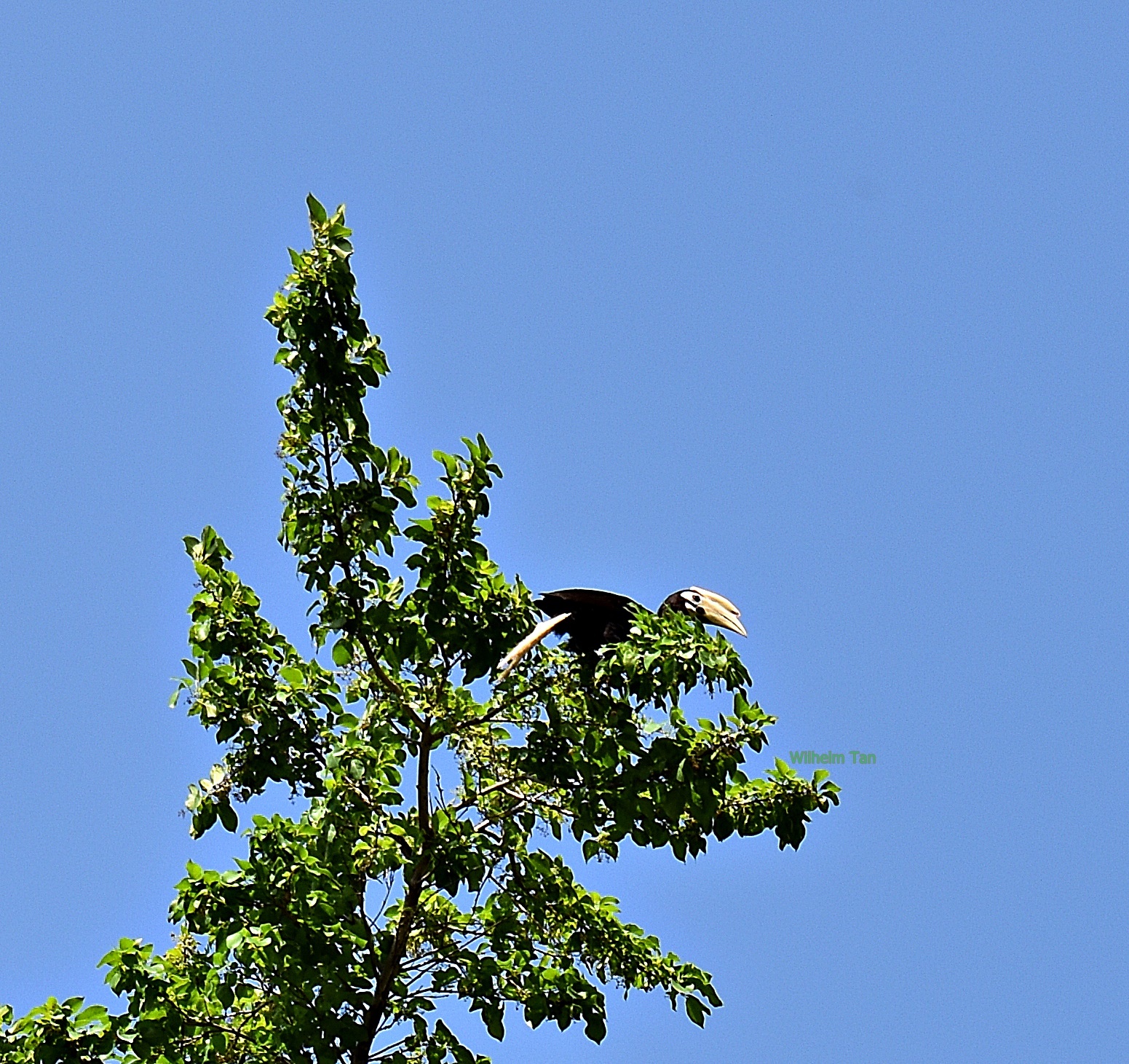 Palawan Hornbill illustration