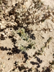 Atriplex leucophylla