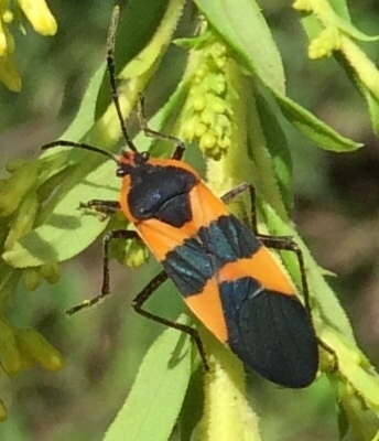 Large Milkweed Bug photographed in North Carolina