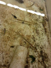 Aulorhynchus flavidus