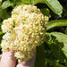 Pacific Red Elderberry - Photo (c) Chris Nelson, some rights reserved (CC BY-NC), uploaded by Chris Nelson