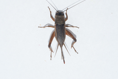 Gryllus assimilis