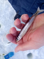 Pond Smelt photo 2
