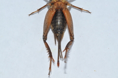Gryllus assimilis