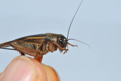 Gryllus assimilis