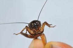 Gryllus assimilis