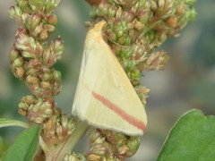 Rhodometra sacraria
