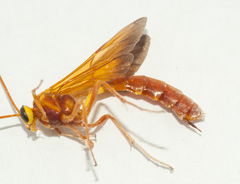 Thyreodon fulvescens