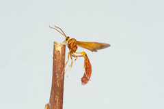 Thyreodon fulvescens