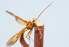 Thyreodon fulvescens