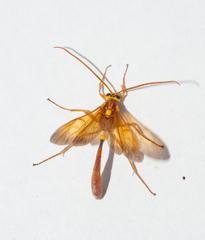 Thyreodon fulvescens