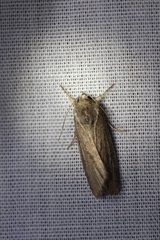 Tathorhynchus exsiccata