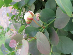 Capparis
