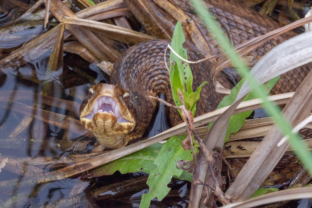 Northern Cottonmouth from Lewisville, TX, USA on April 09, 2023 at 02