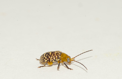 Blepharida irrorata