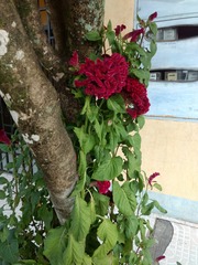 Celosia argentea