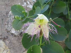 Capparis