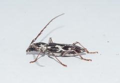 Elaphidion irroratum