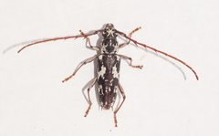 Elaphidion irroratum