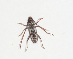 Elaphidion irroratum