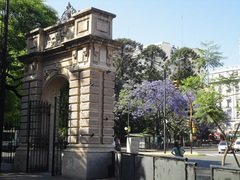 Jacaranda mimosifolia