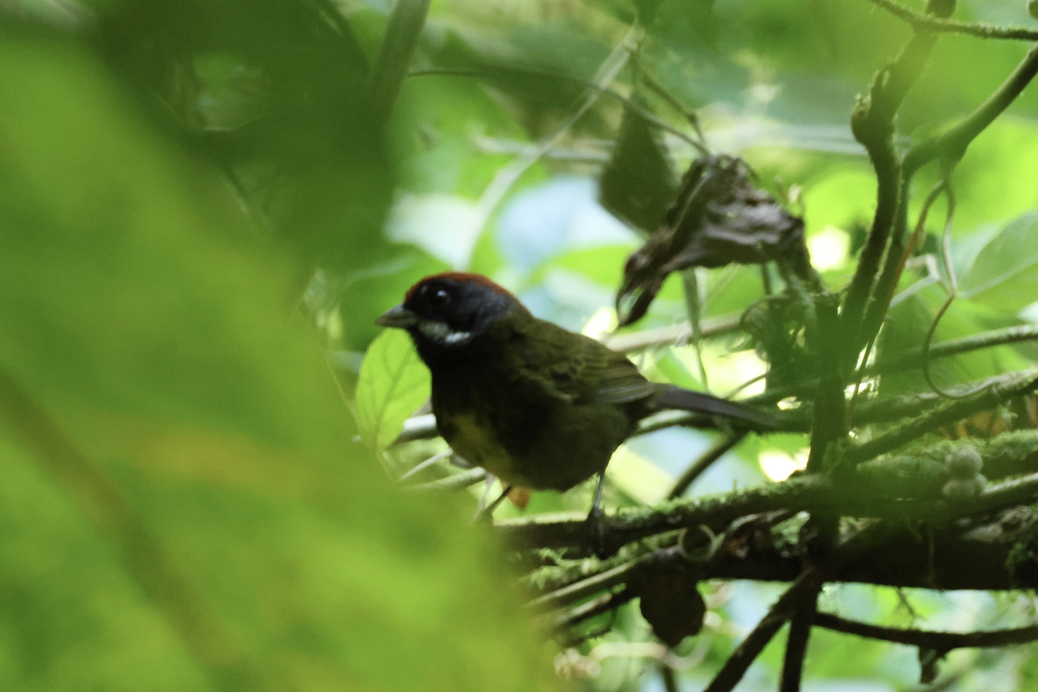 Sooty-faced Finch (Arremon crassirostris), photo 5