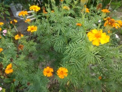 Tagetes erecta