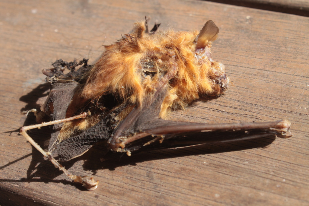 Orange Leaf-nosed Bat
