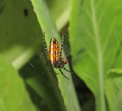 Alpaida grayi