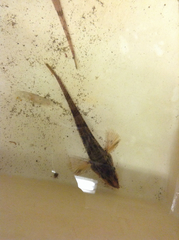 Podothecus accipenserinus