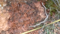 Crotalus intermedius