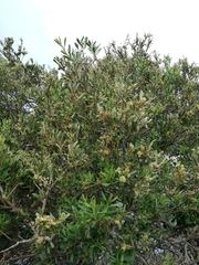 Boscia oleoides