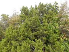 Juniperus pinchotii