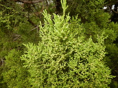 Juniperus pinchotii