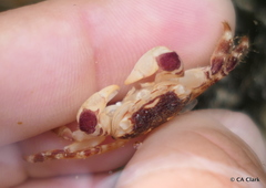 Pachygrapsus plicatus