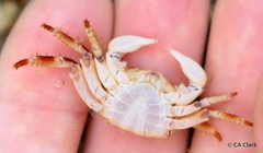 Pachygrapsus plicatus