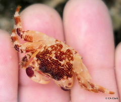 Pachygrapsus plicatus