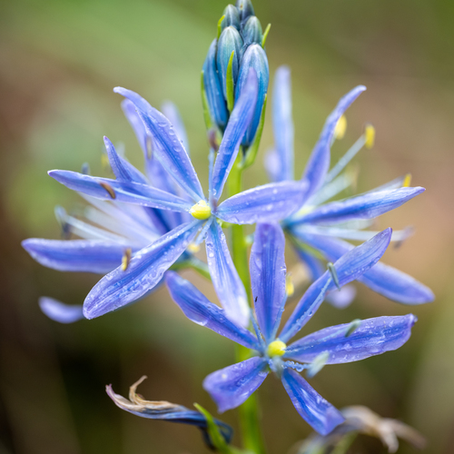Camassia leichtlinii ssp. suksdorfii