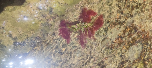 Marathrum rubrum (Marathrum rubrum)